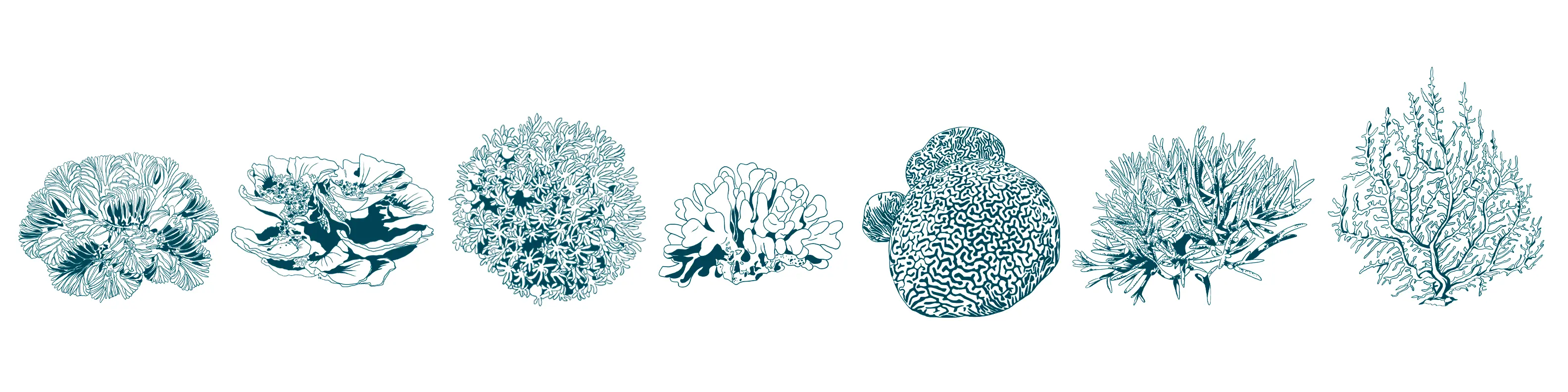 Coral reef