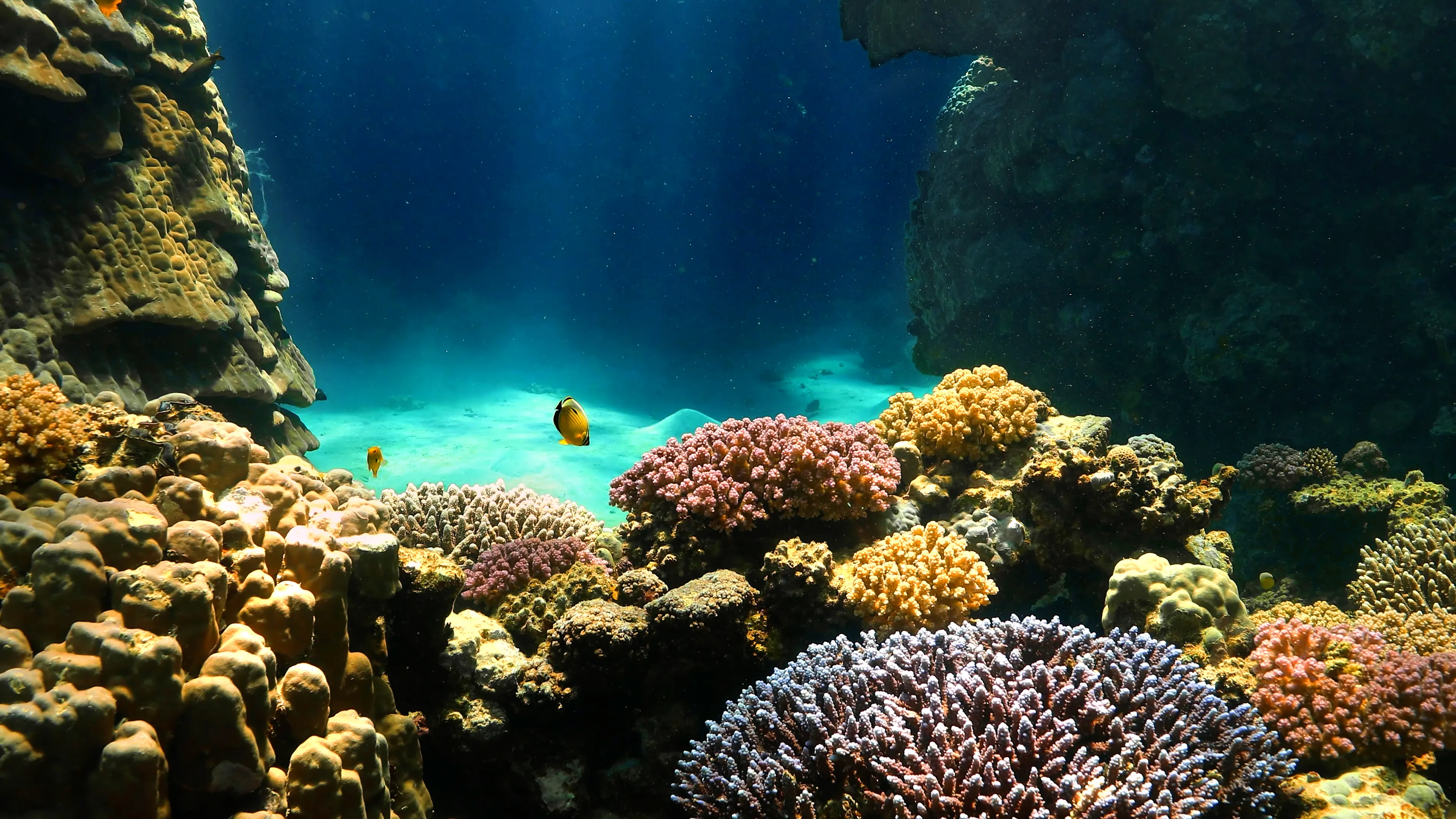 Coral reef