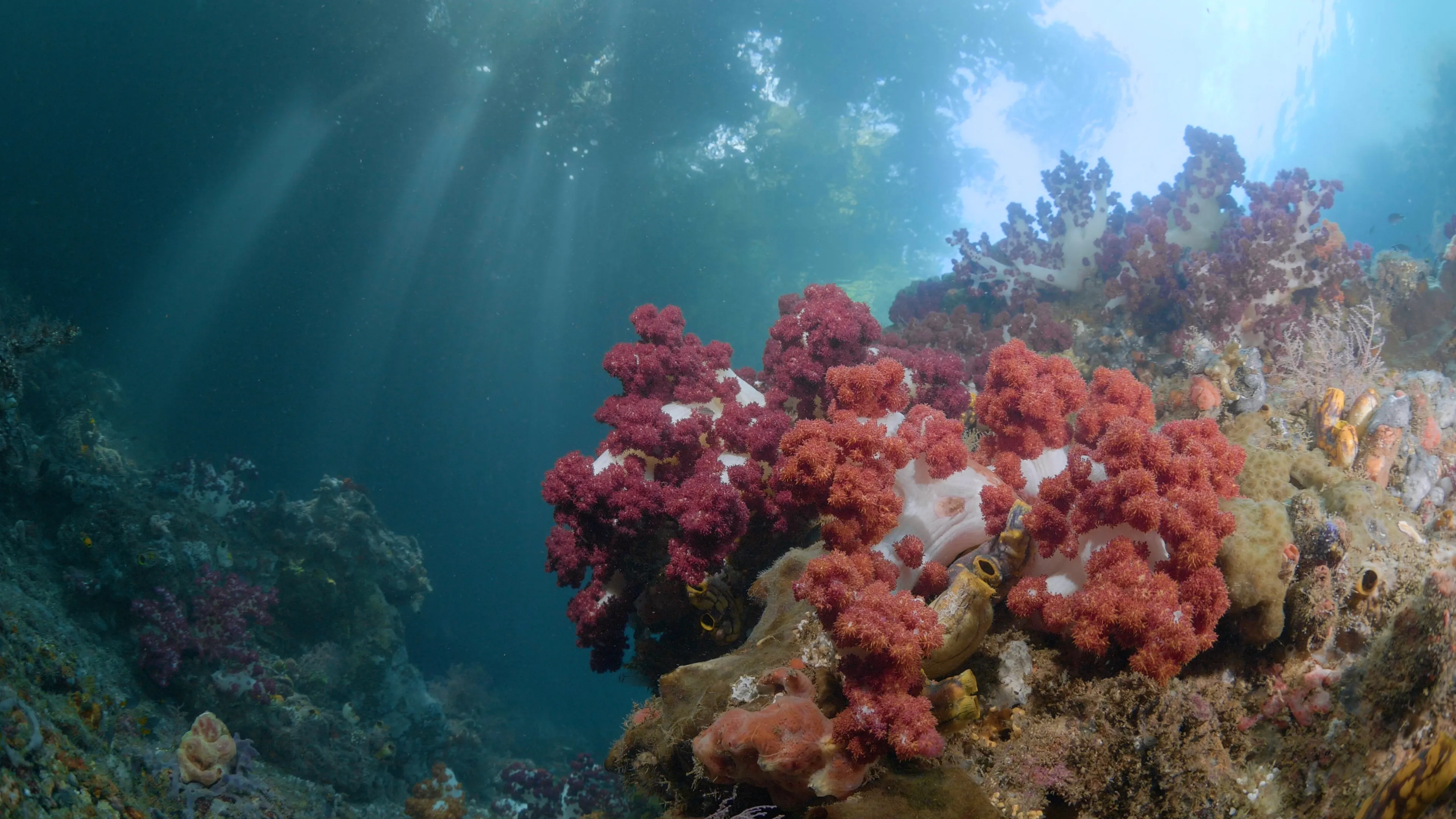Coral reef
