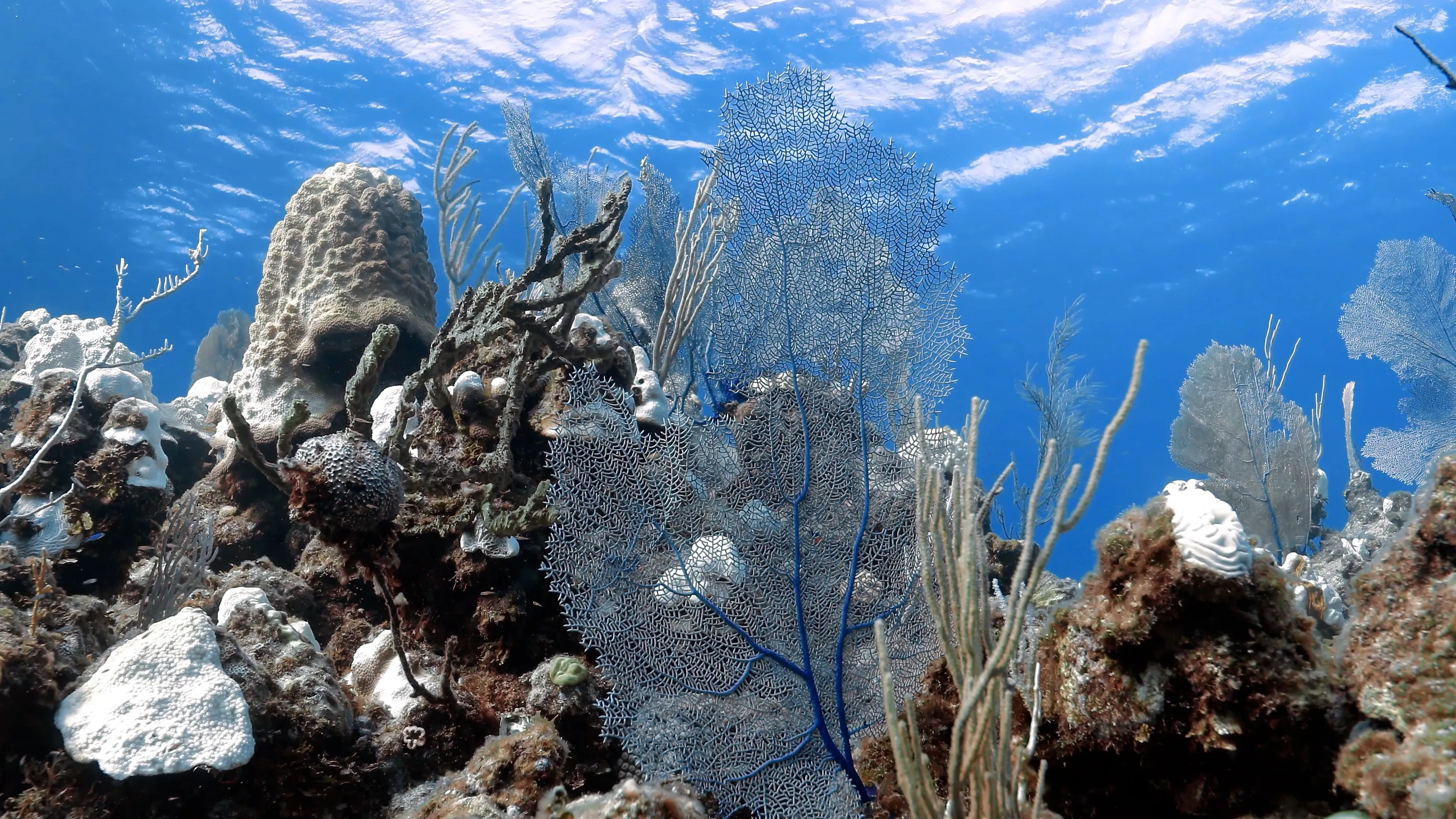 Coral reef