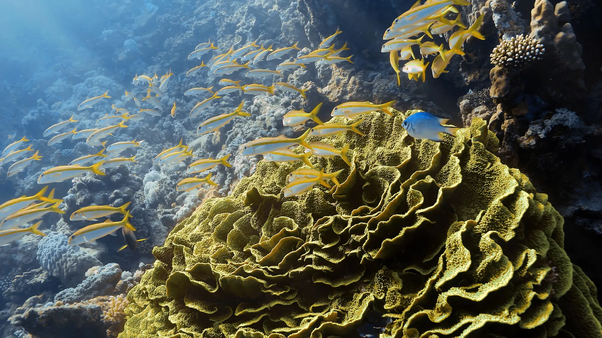 Coral reef