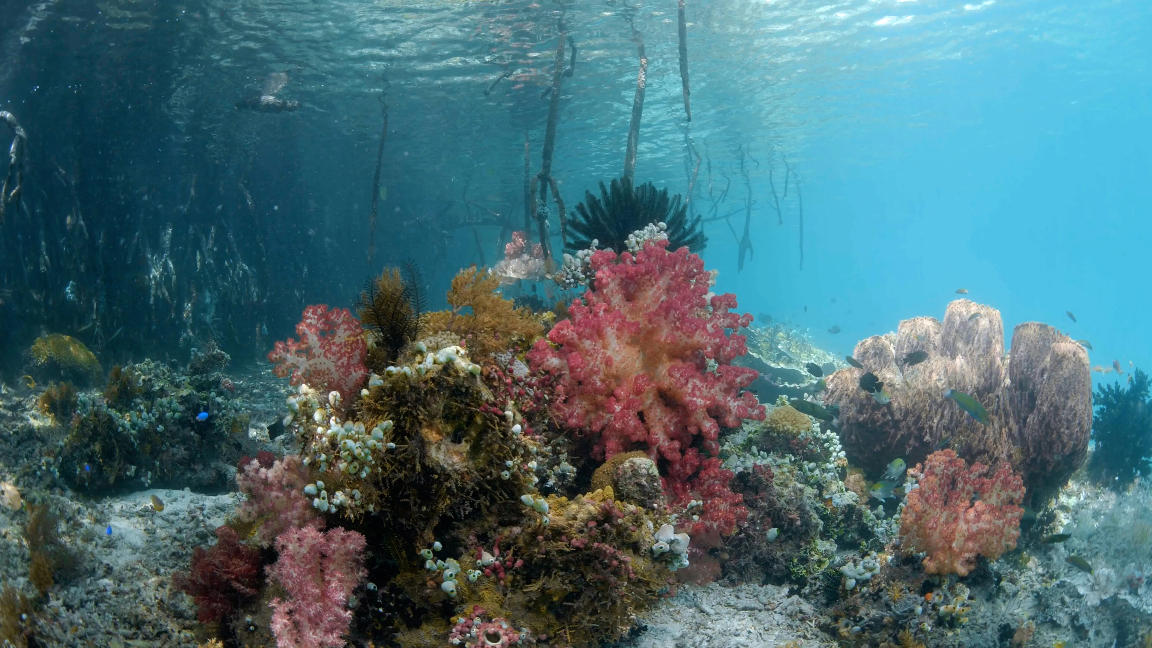Coral reef