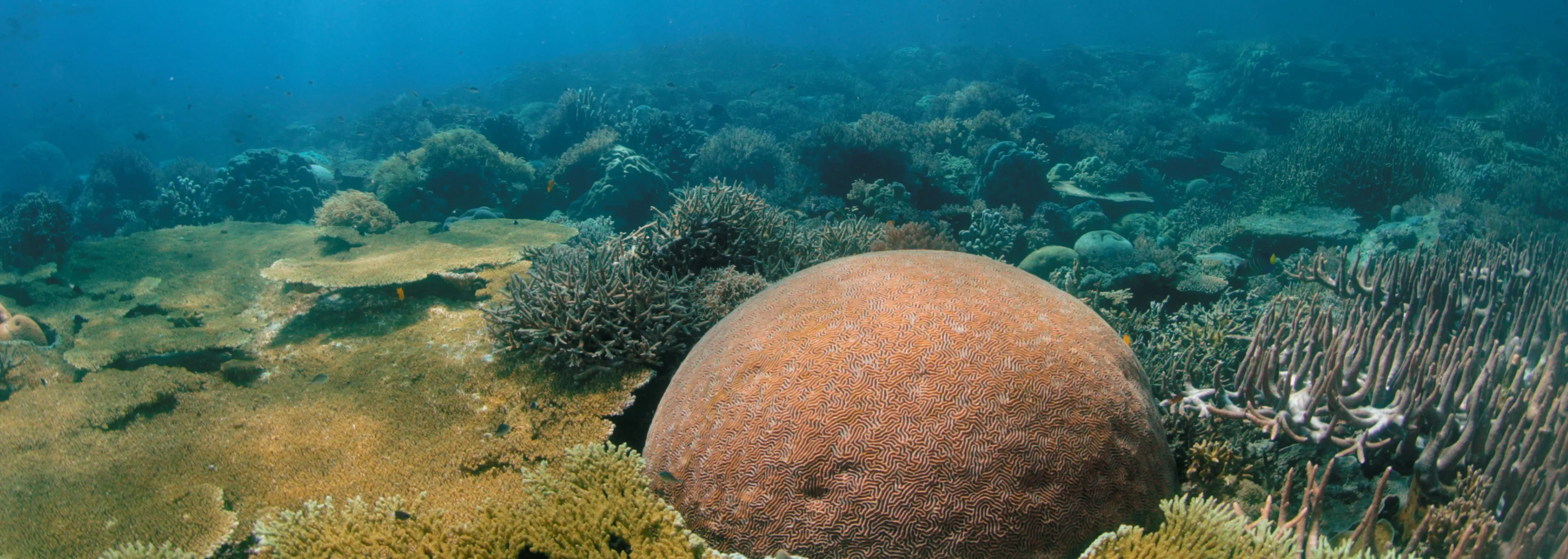 Coral reef