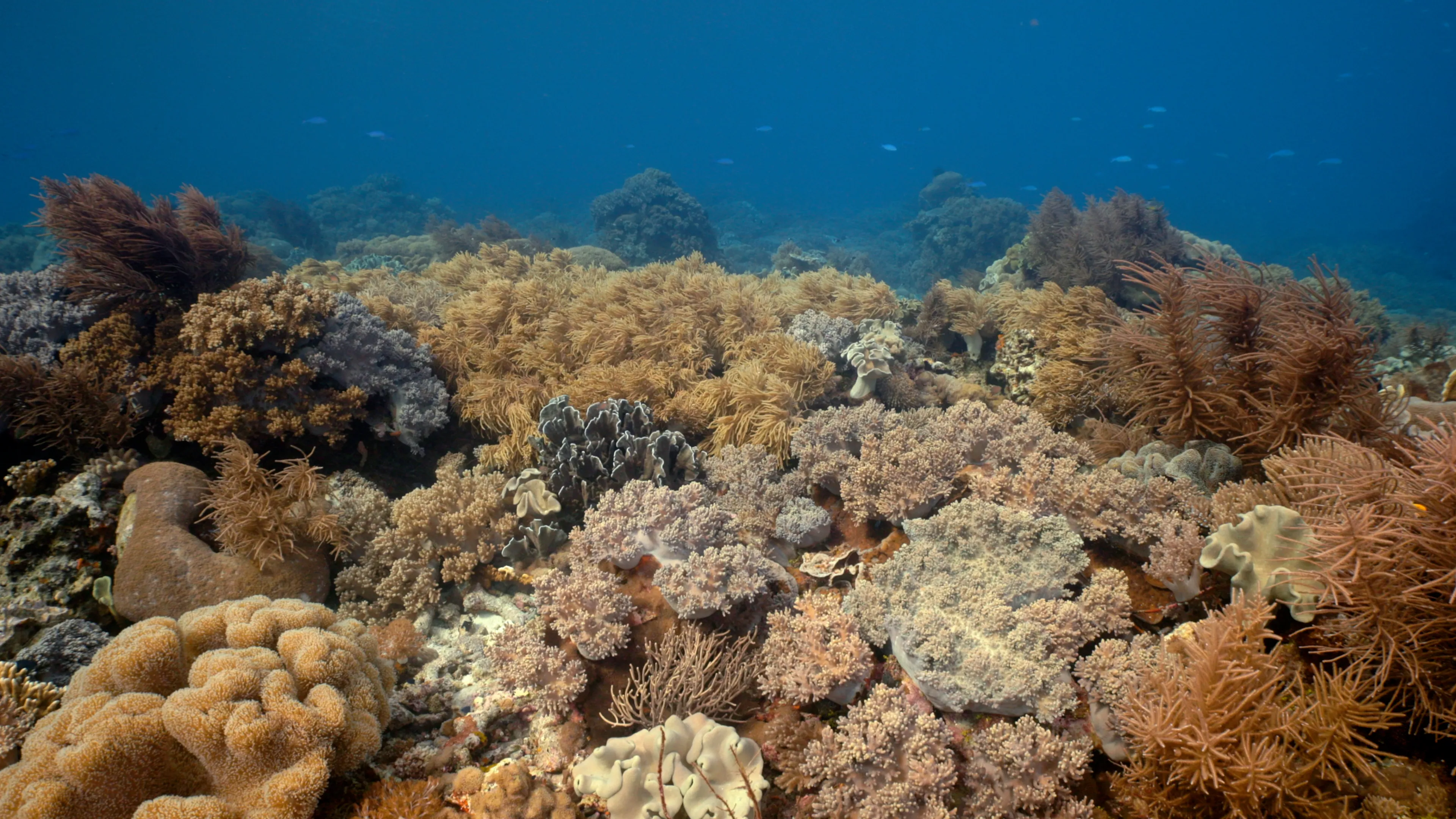 Coral reef