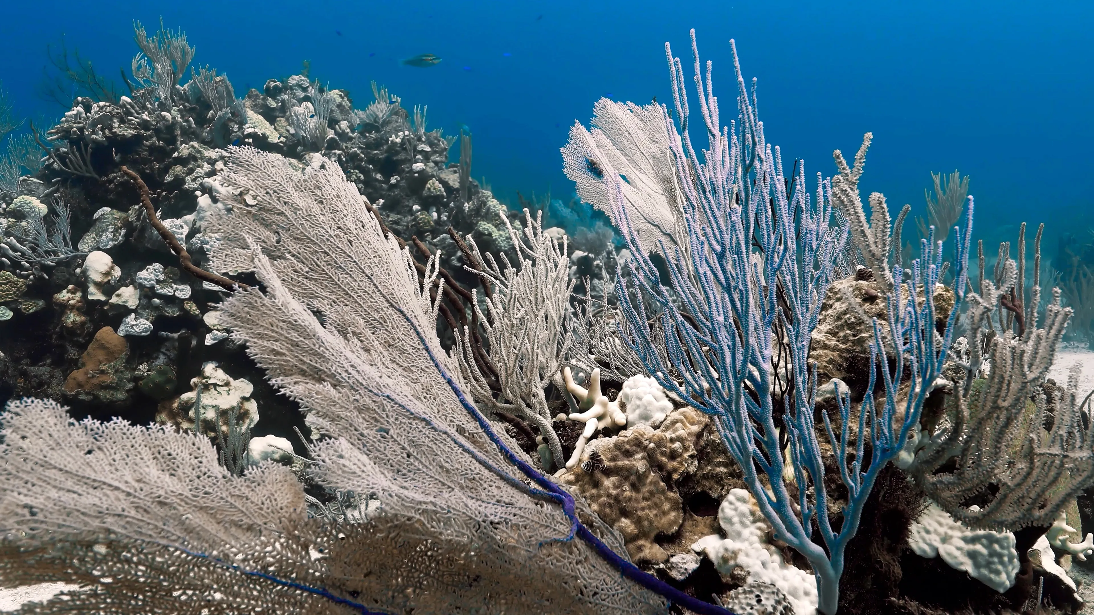 Coral reef