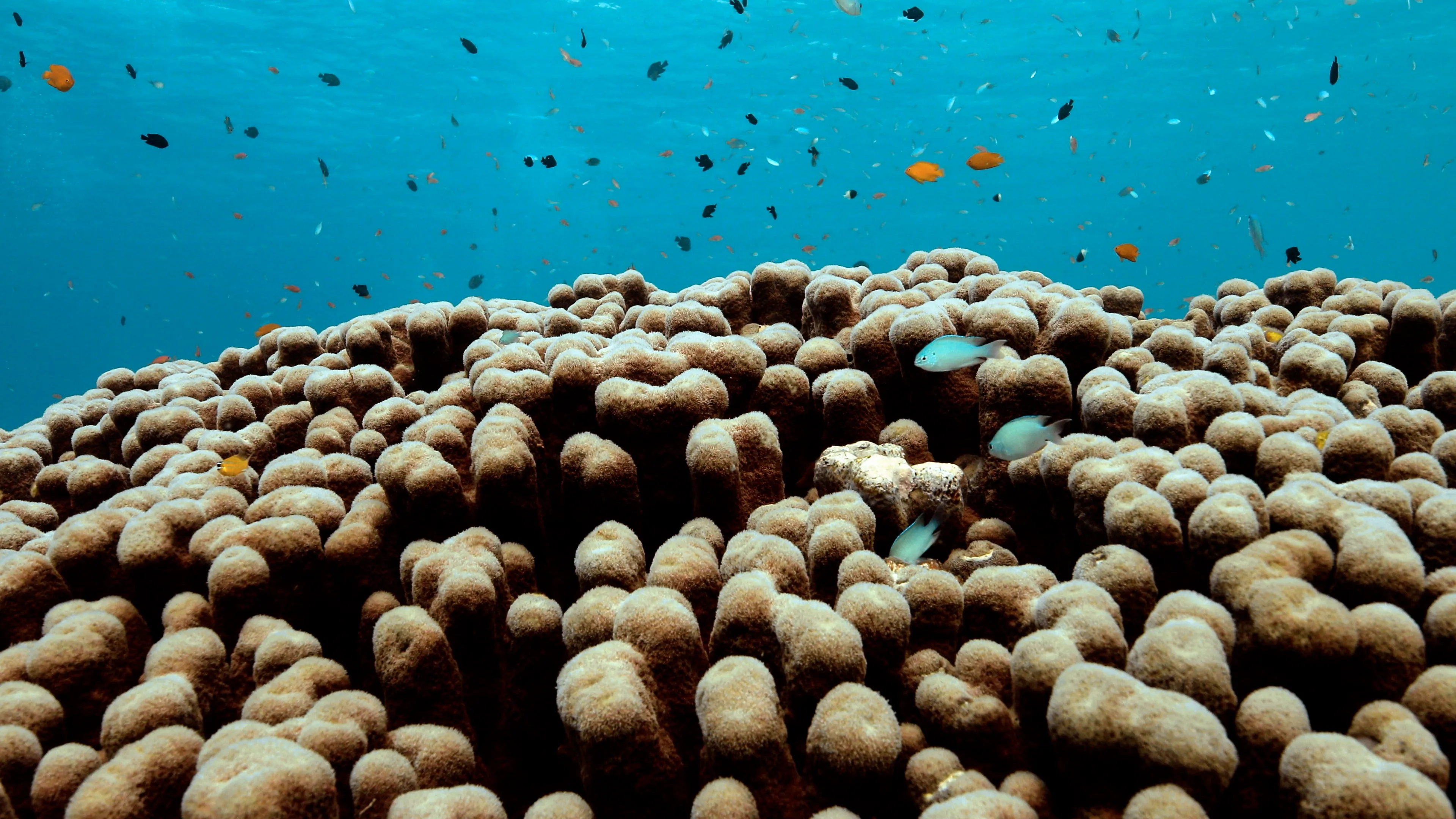 Coral reef
