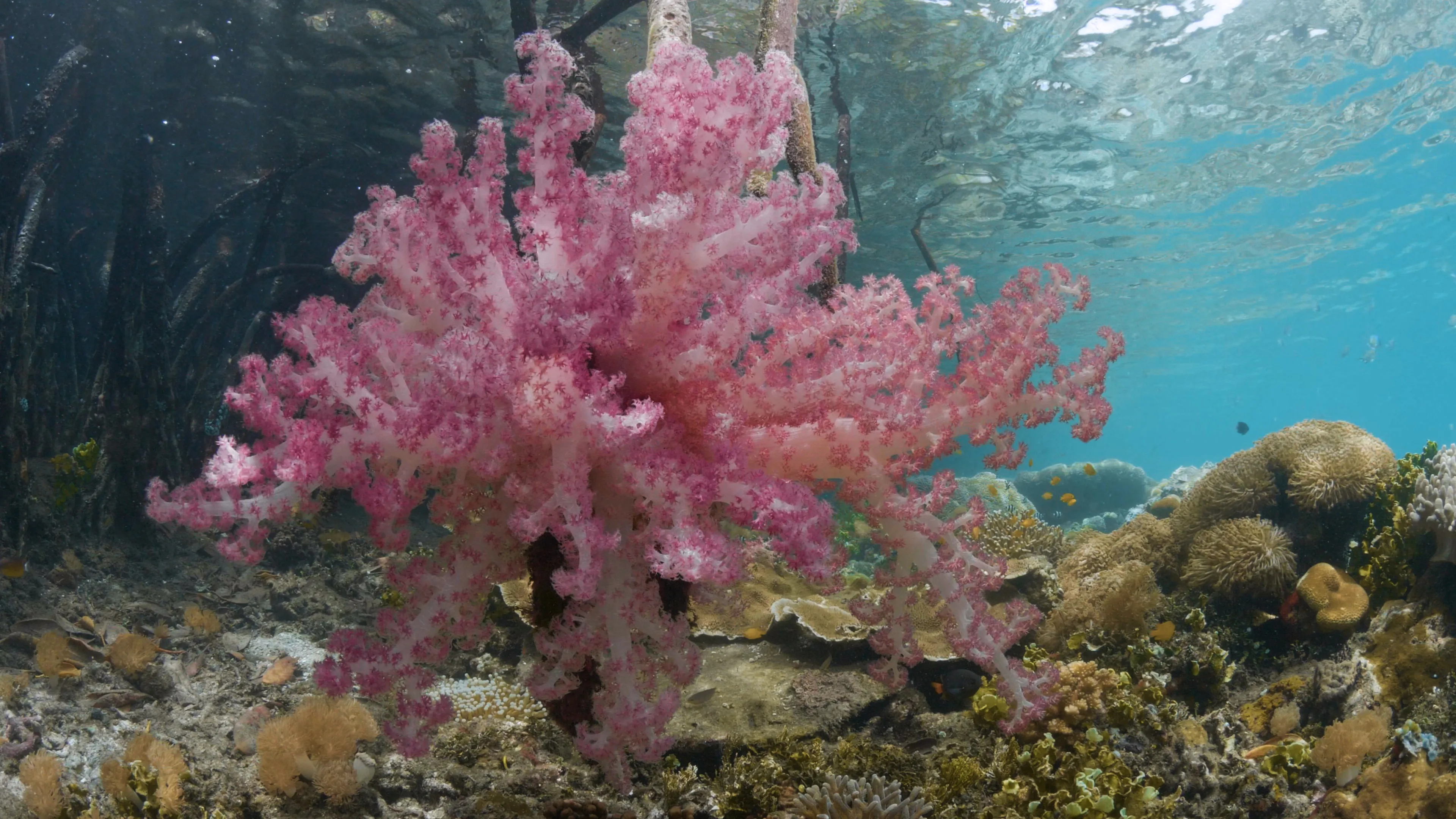 Coral reef