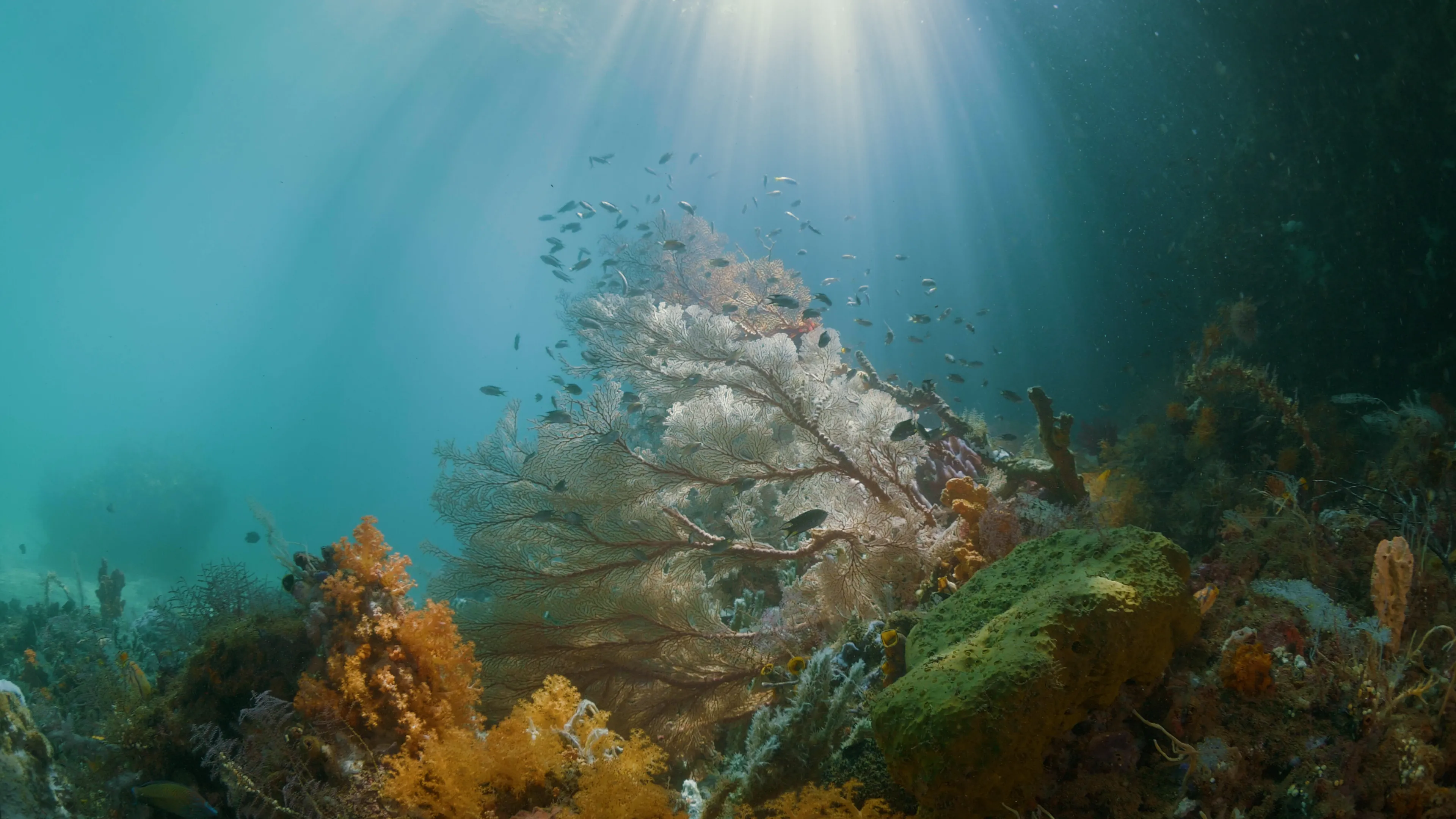 Coral reef