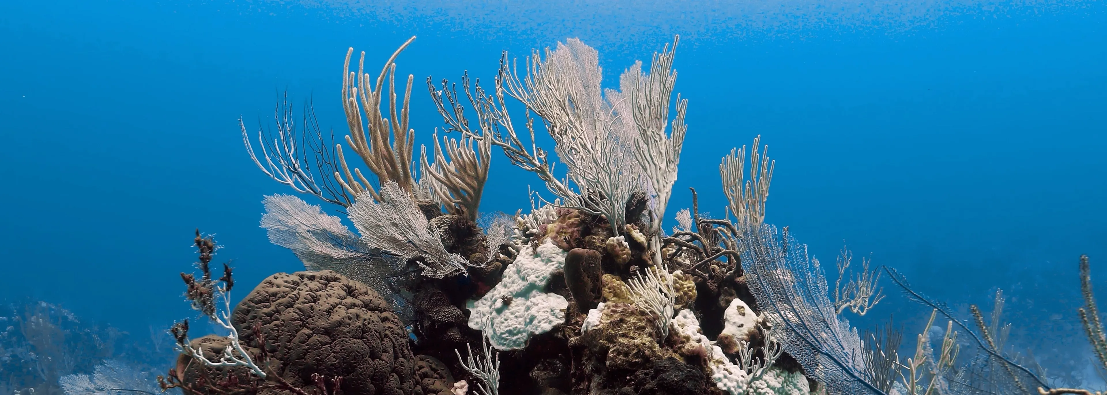 Coral reef