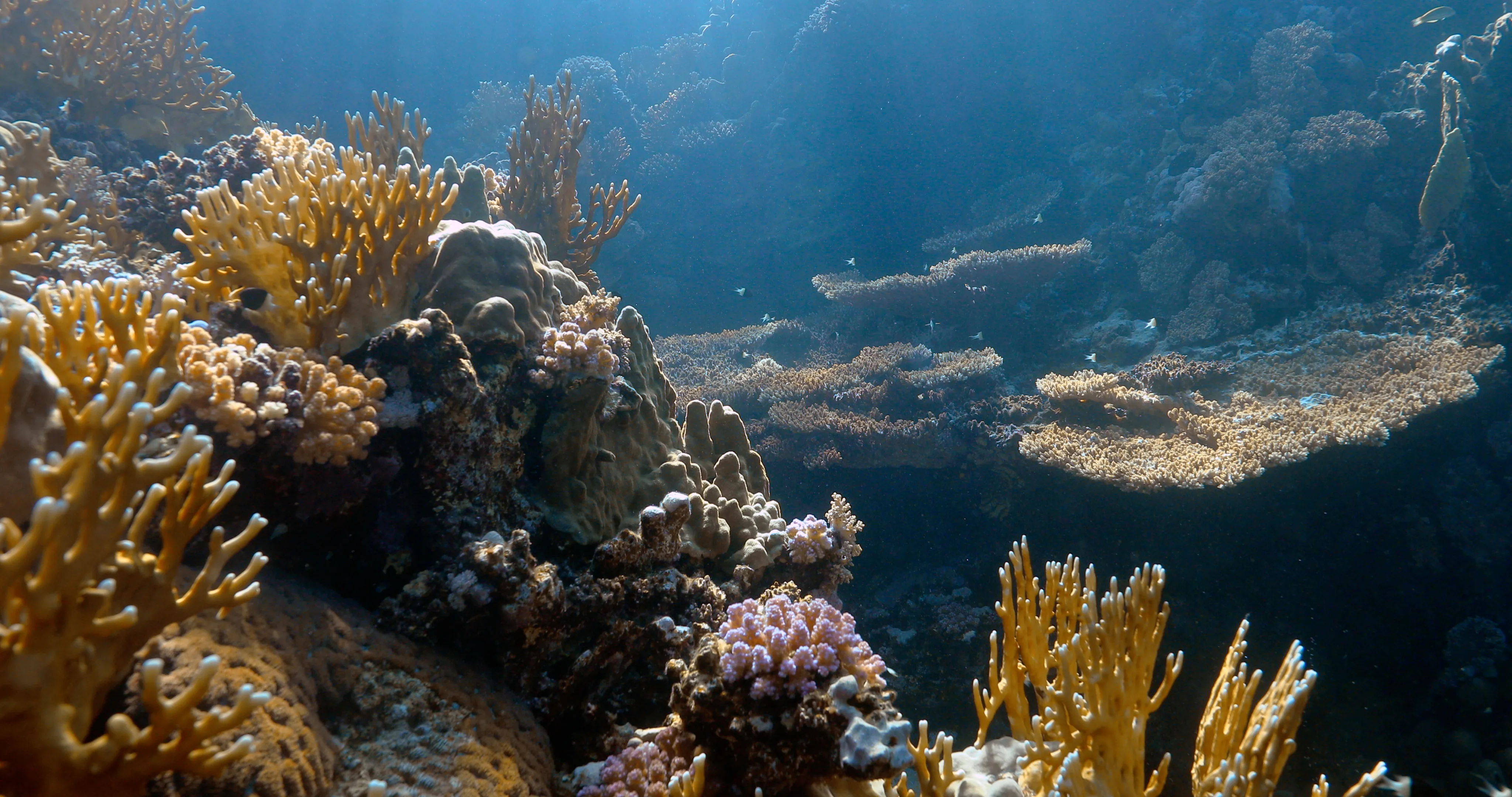 Coral reef