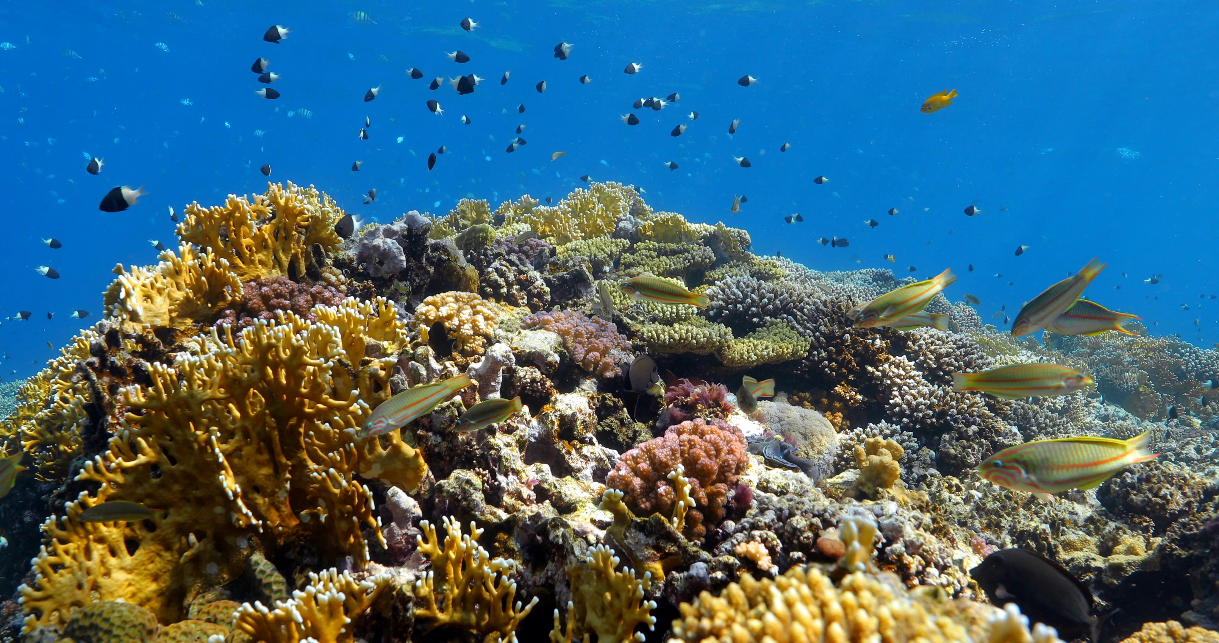 Coral reef