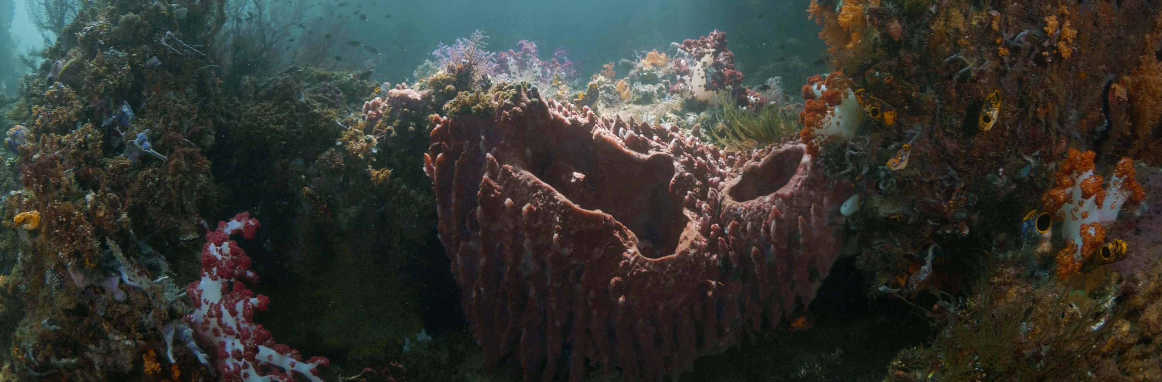 Coral reef