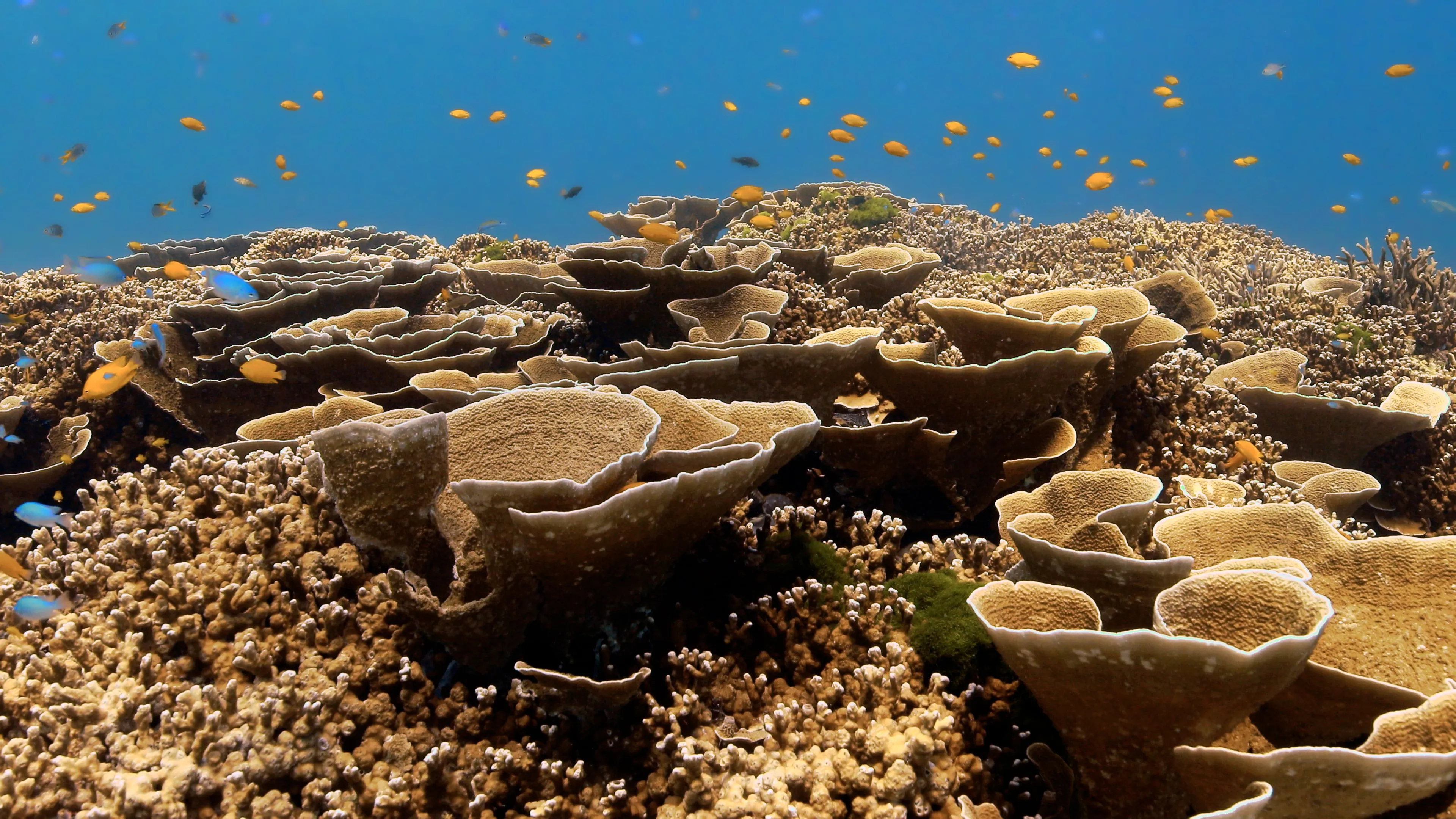 Coral reef
